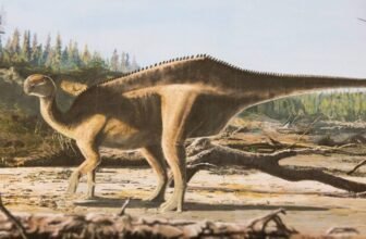 Newly Recognized Dinosaur Grew a Large Again Sail Simply to Have Intercourse