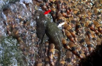Unprecedented Video Reveals Catfish Climbing Straight Up a Waterfall