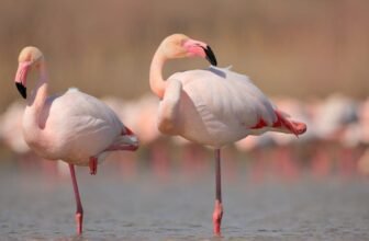 Flamingoes Can Sluggish Down Ageing—However Solely If They Embrace This Way of life