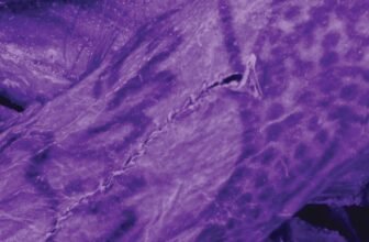 Impossibly Intricate Tattoos Discovered on 2,000-12 months-Previous ‘Ice Mummy’