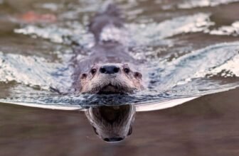 ‘Bizarre Trying’ Otter Poo Reveals an Sudden Position in Parasite Management
