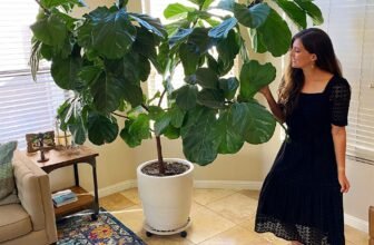 How To Take Care Of A Fiddle Leaf Fig Tree