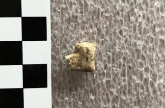 Bronze Age People Obtained Excessive on Psychoactive Betel Nuts