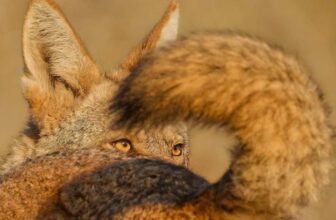 Cheetahs Feast and Sloths Snooze in These Gorgeous Wildlife Photographer of the 12 months Entries