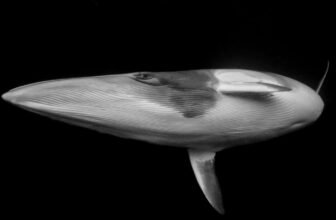 Dive Into the Most Breathtaking Ocean Pictures of the 12 months