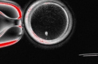 Biologists Flip Pores and skin Cells Into Human Eggs in Groundbreaking Experiment