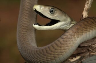 Why Getting Bit by a Mamba Sucks Additional Unhealthy