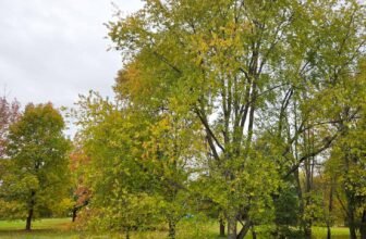 The Little Issues Publication #493 – Life, laughter, and plenty of nice meals!